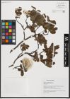 Foto von Salix waldsteiniana Willd.